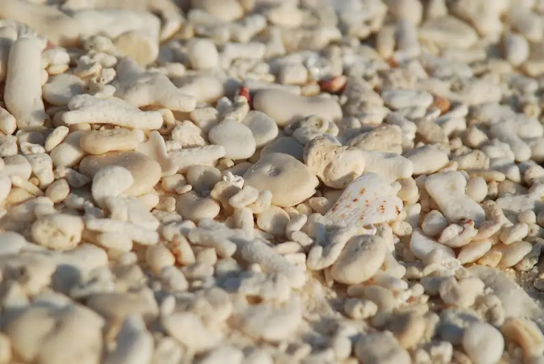 Shells, Wilson Island (1)