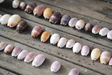 Shells Wilson Island 2