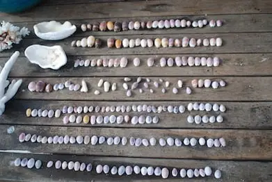 Shells Wilson Island 3
