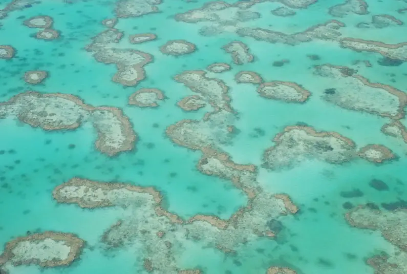 Wistari Reef