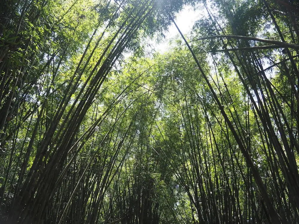 Bamboo forest