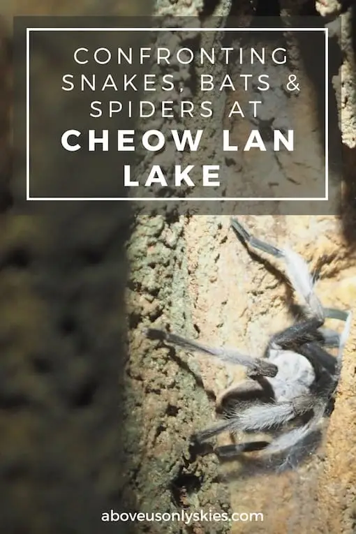 CONFRONTING SNAKES BATS AND SPIDERS AT SPECTACULAR CHEOW LAN LAKE..