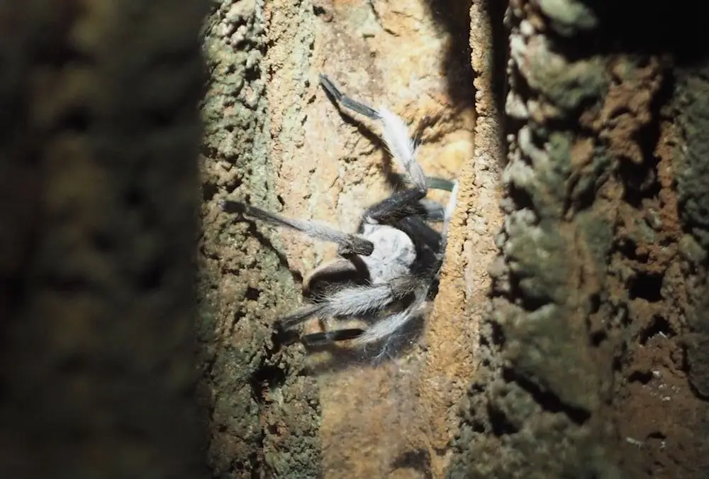 Cheow Lan Lake – Confronting Snakes, Bats And Spiders