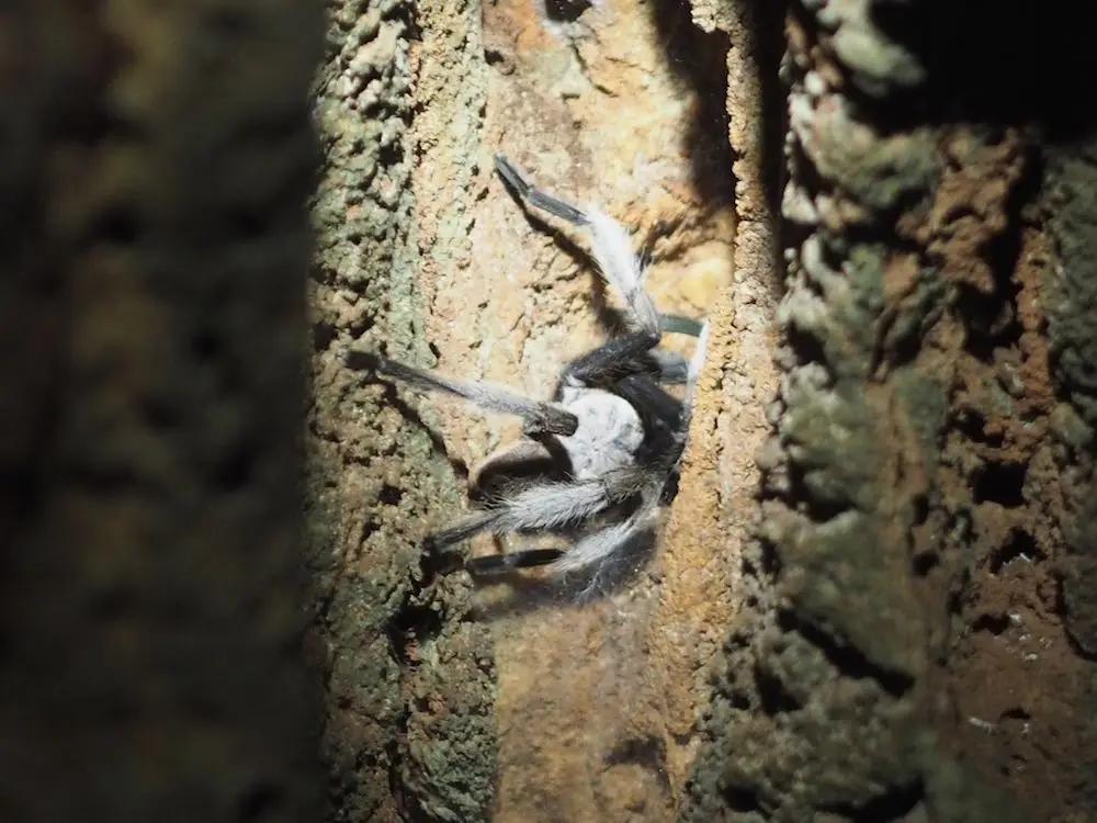 Cave dwelling tarantula Cheow Lan Lake Thailand