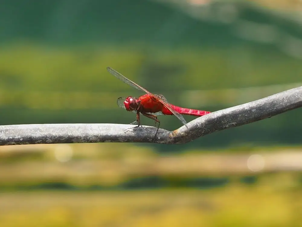 Dragonfly in Khao Sok