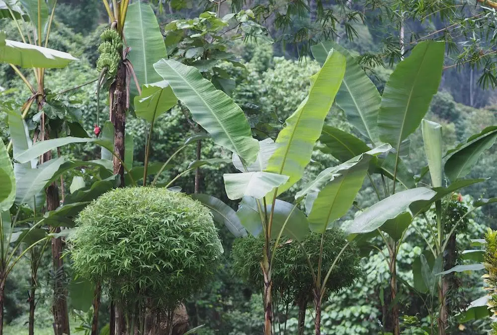 Sensory Overload at Khao Sok National Park