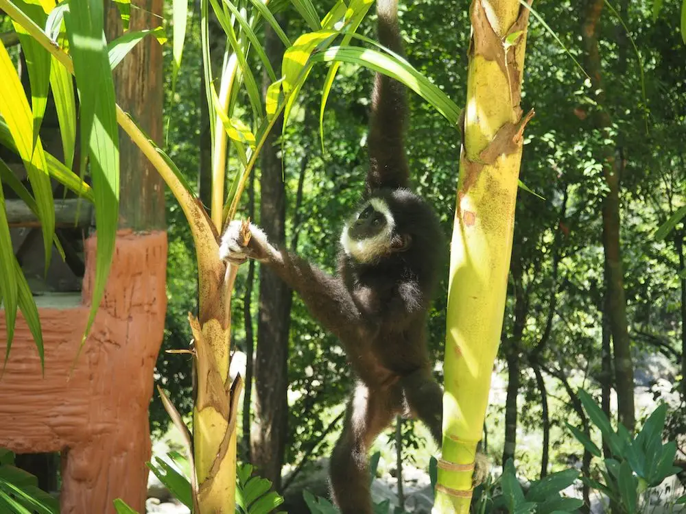 Monkey in Khao Sok