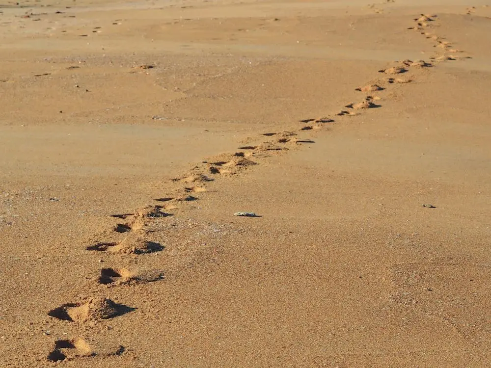 Footsteps on Phra Thong Bay beach 