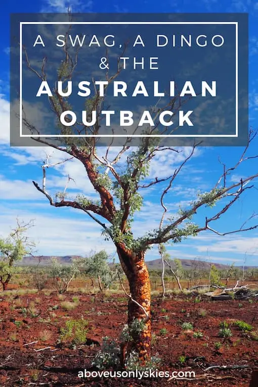 A SWAG A DINGO AND THE AUSTRALIAN OUTBACK..