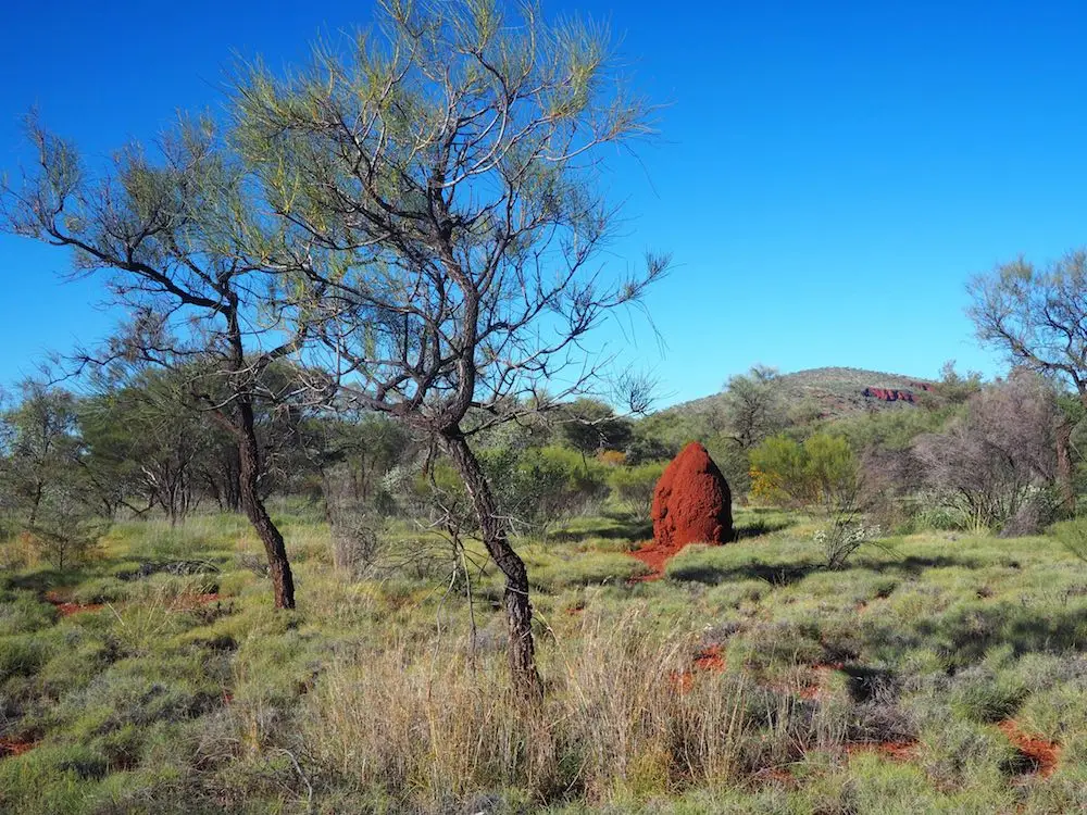 A termite mound beside the footpath