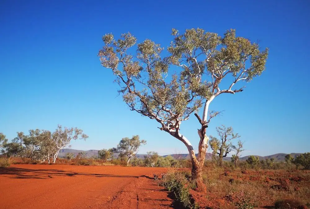 A Swag, A Dingo And The Australian Outback