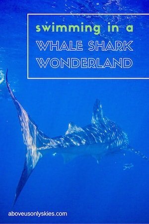 Swimming in a whale shark wonderland min