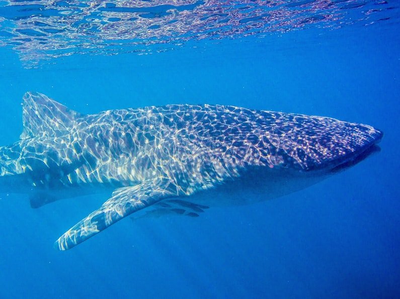 Whale Shark Ningaloo Reef
