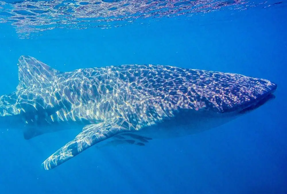 Swimming In A Whale Shark Wonderland