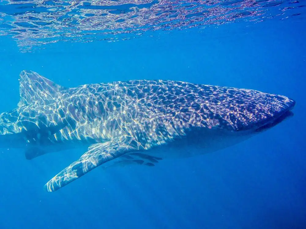 Whale shark Ningaloo Reef Western Australia