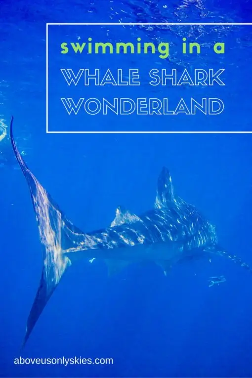 whale shark e1503677298435