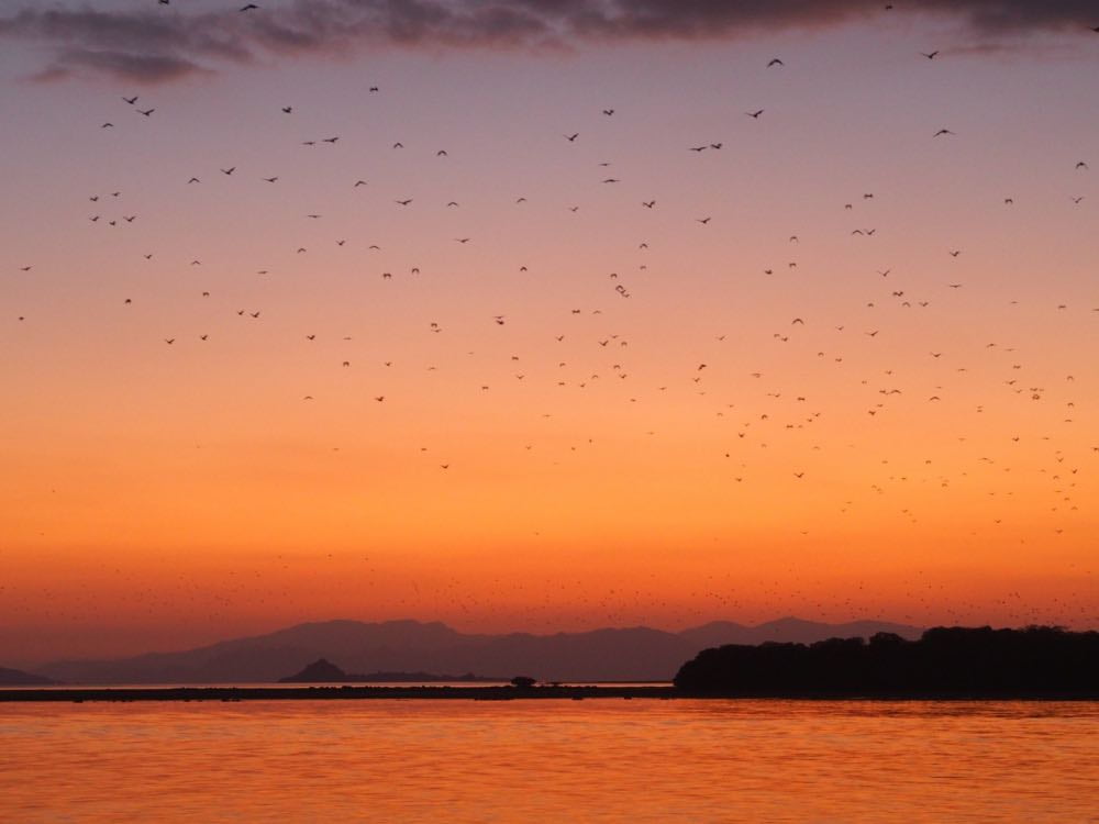 Hundreds of thousands of bats take flight at sunset near Kalong Island