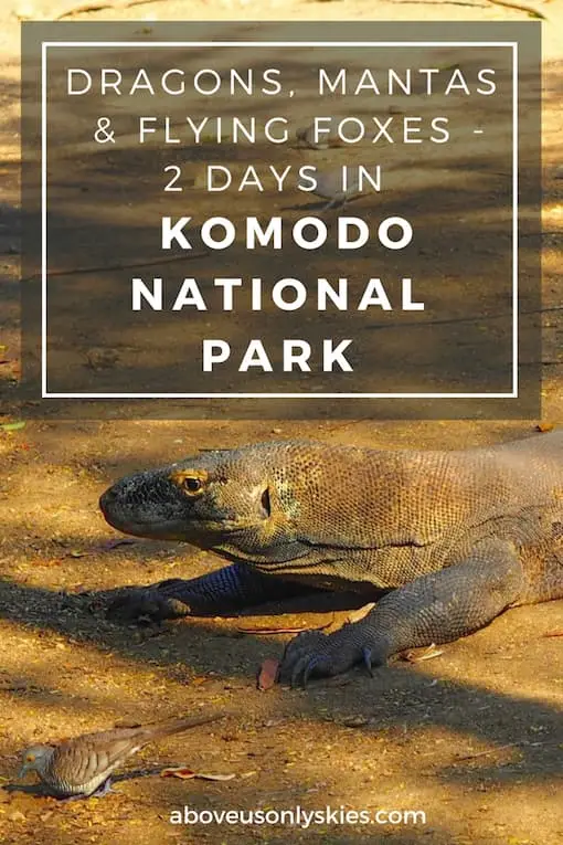 DRAGONS MANTAS AND FLYING FOXES 2 DAYS IN KOMODO NATIONAL PARK..