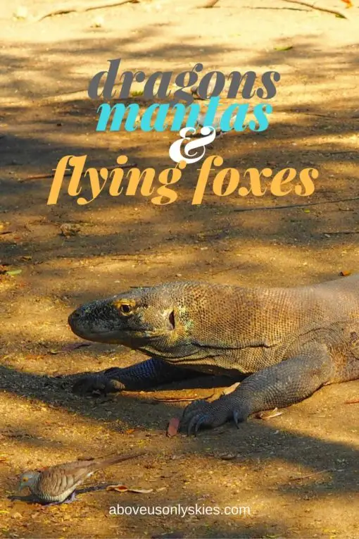 Dragons mantas flying foxes Komodo National Park e1503525730551