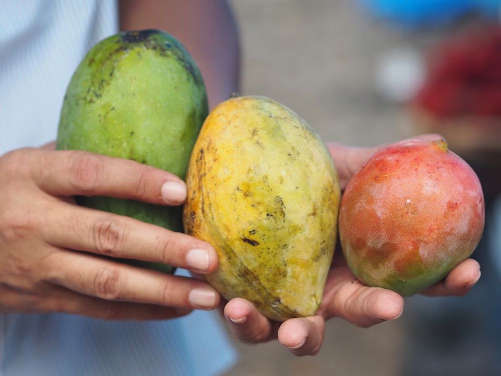 Three mangoes - green, yellow, red