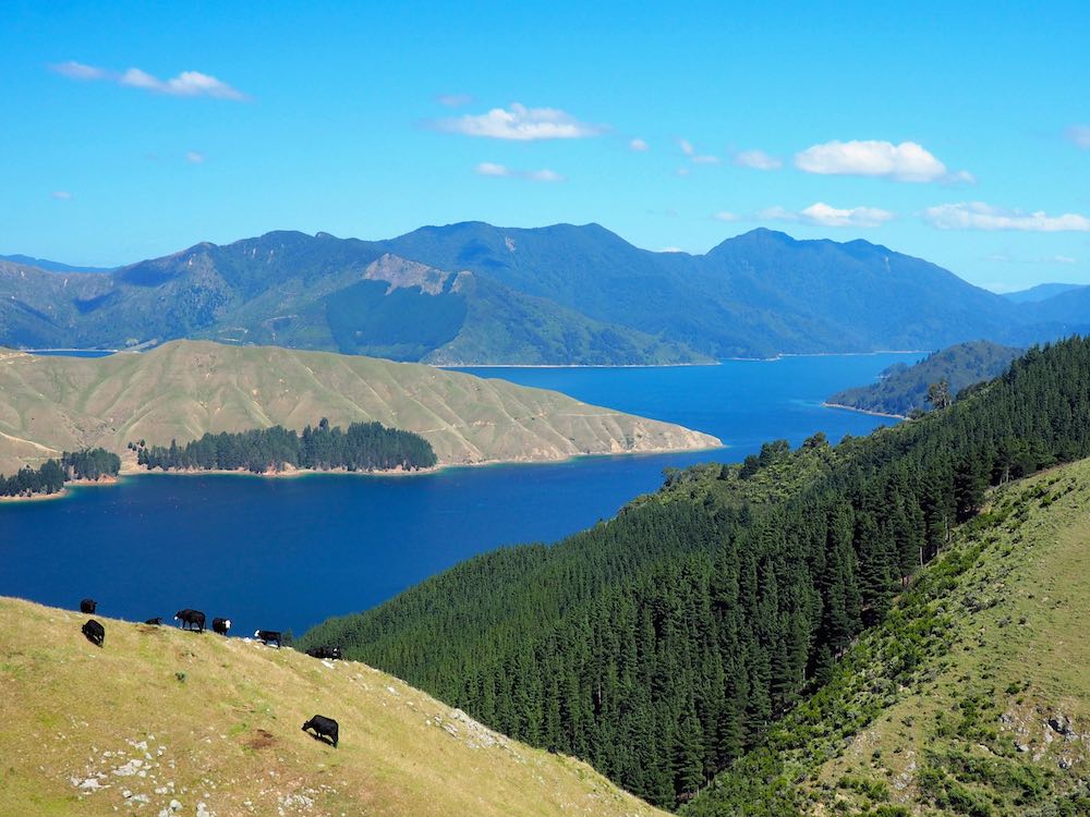 View of Marlborough Sounds en route to French Pass