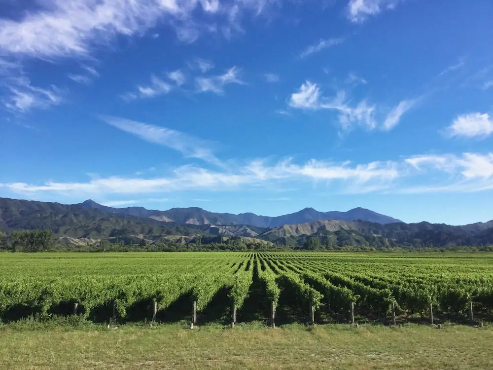 Vines in the Wairau Valley
