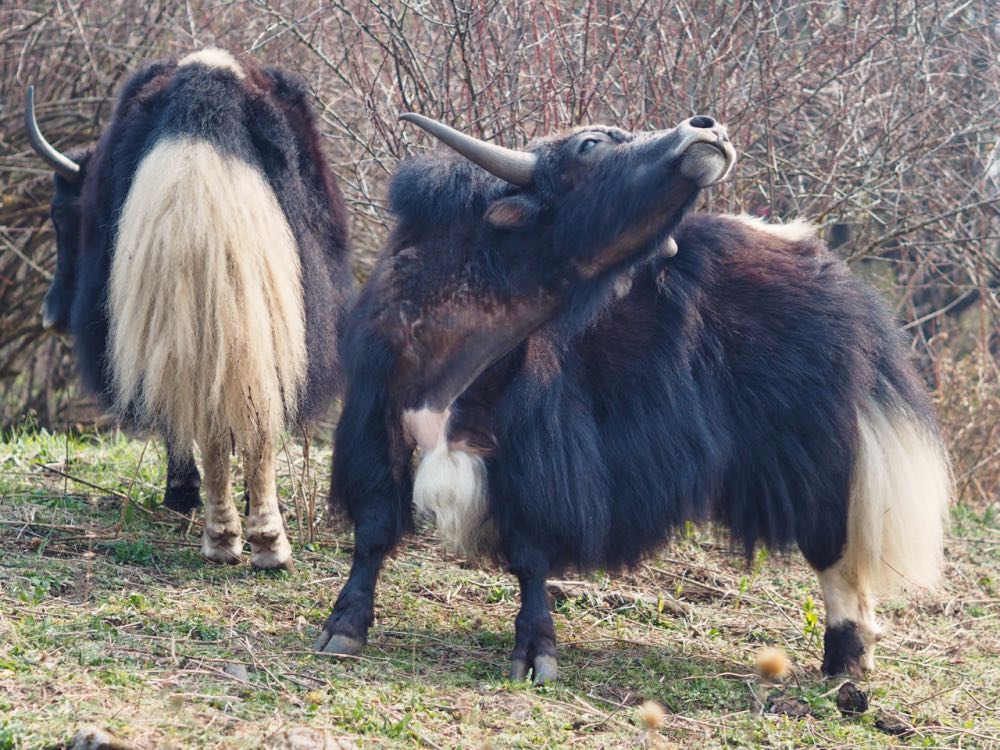 Two yaks