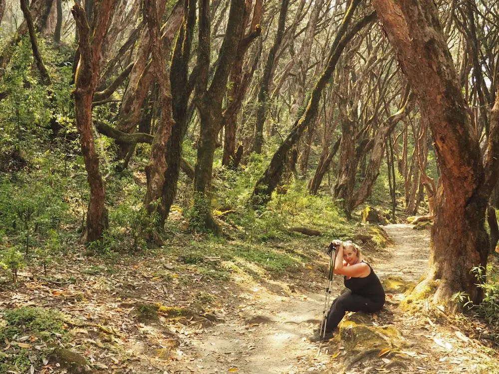 Nicky takes a break on the Khopra Dandra trek, Nepal Nicky sits down in a forest using a walking pole to rest