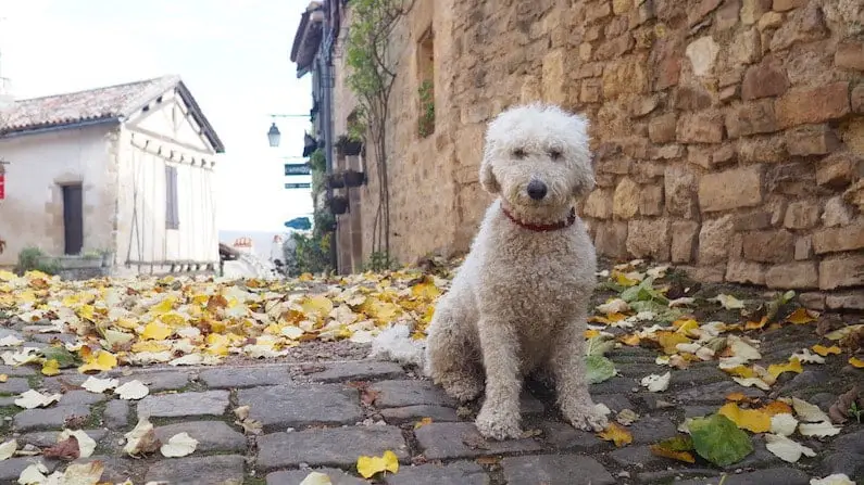 What’s It Like To Travel And Mind Other People’s Pets?