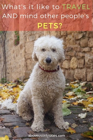 Our thoughts on combining travel with pet sitting