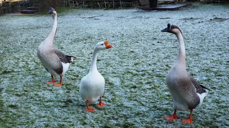 Three Chinese Geese