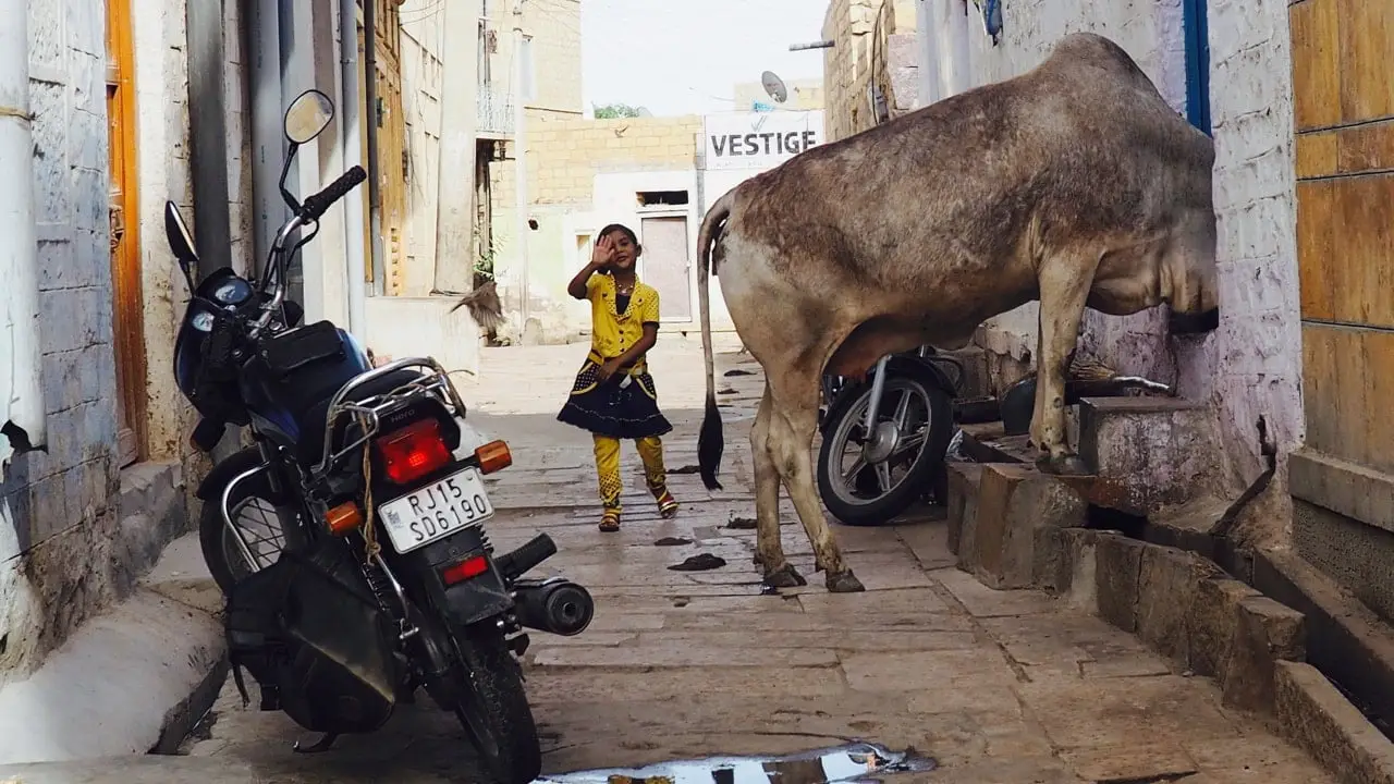 A sacred visitor Jaisalmer