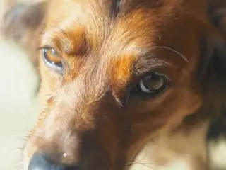 Lucky Gers e1503179142593