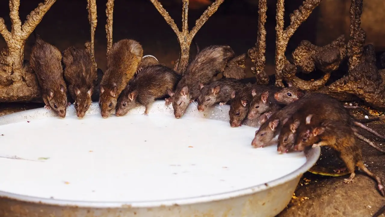 The Rat Temple Bikaner