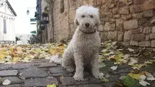 WHATS IT LIKE TO TRAVEL AND MIND OTHER PEOPLES PETS header 1
