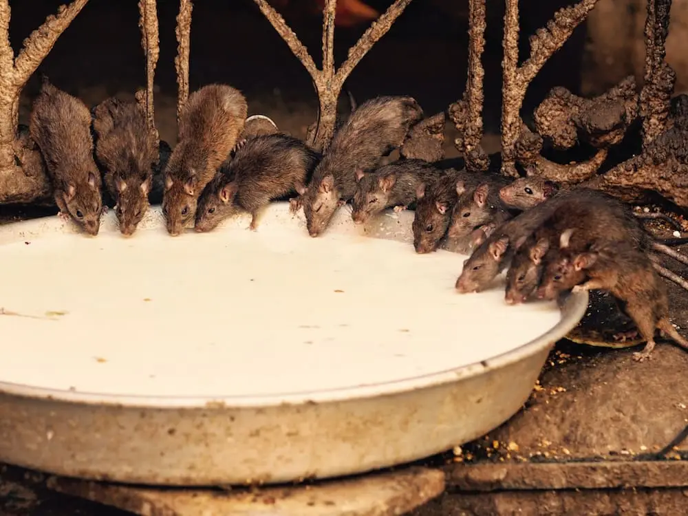 The Rat Temple Bikaner Rajasthan