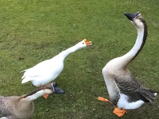 HALTON VILLAGE housesit