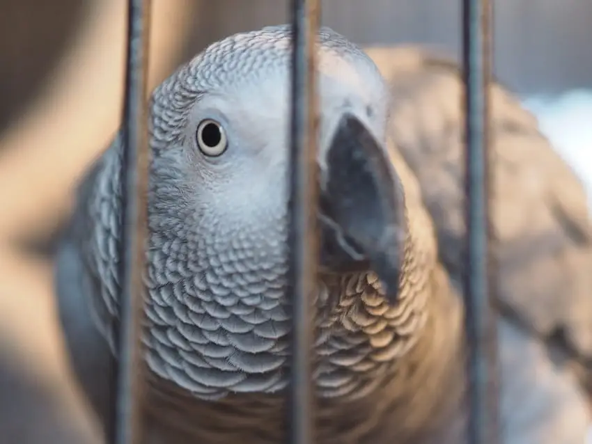 Billy the parrot