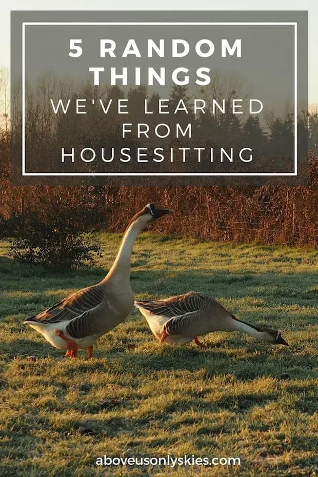 From flooded bedrooms and being locked out of the house to forever regretting teaching the parrot a new phrase - here are the top five lessons we've learned from housesitting