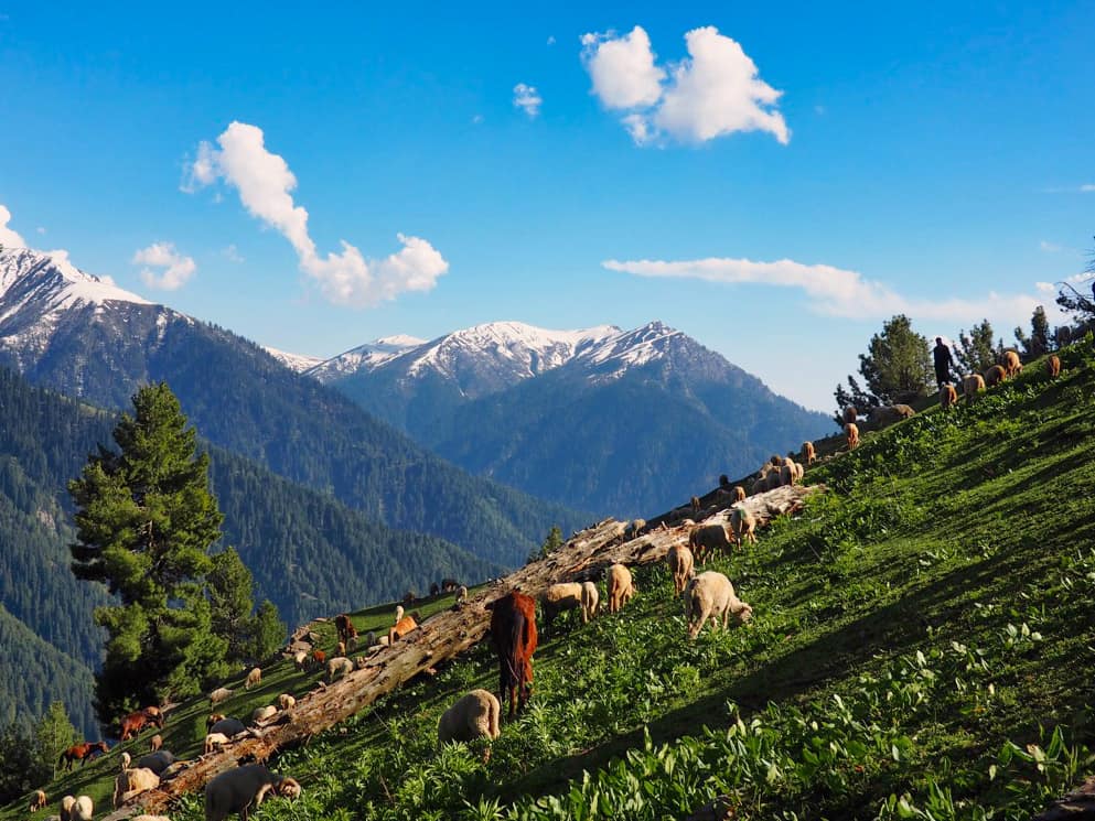 Sheep and horses graze in the Kashmir Valley