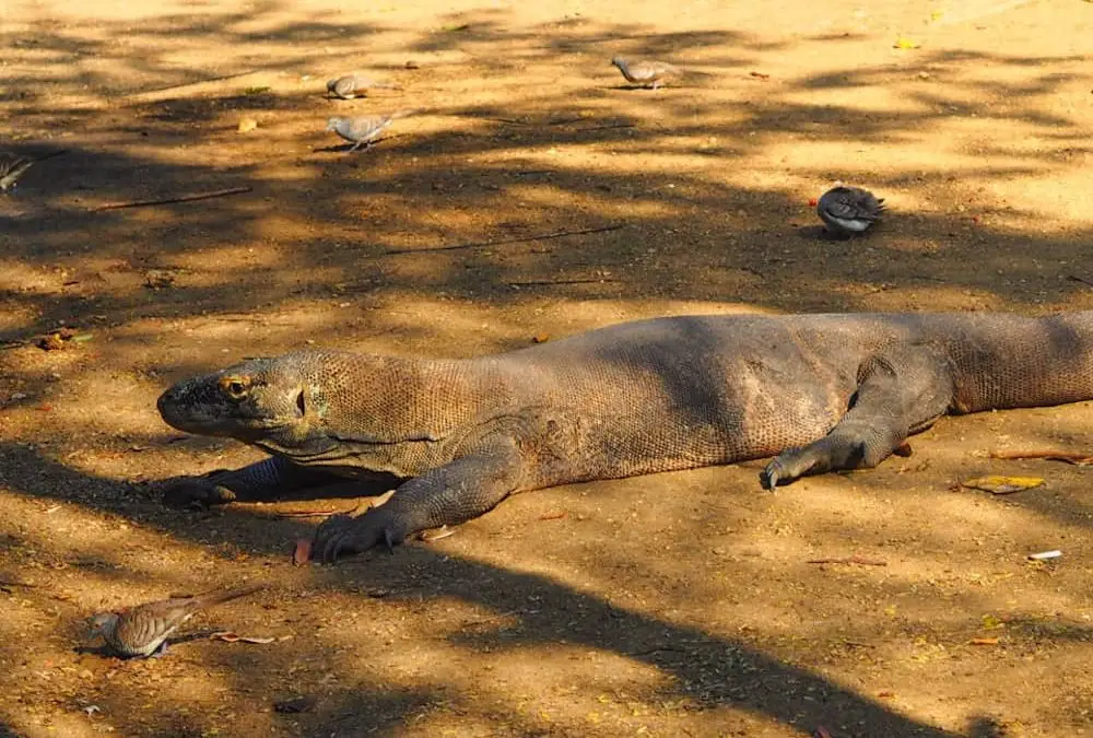 Dragons, Mantas And Flying Foxes In Komodo National Park
