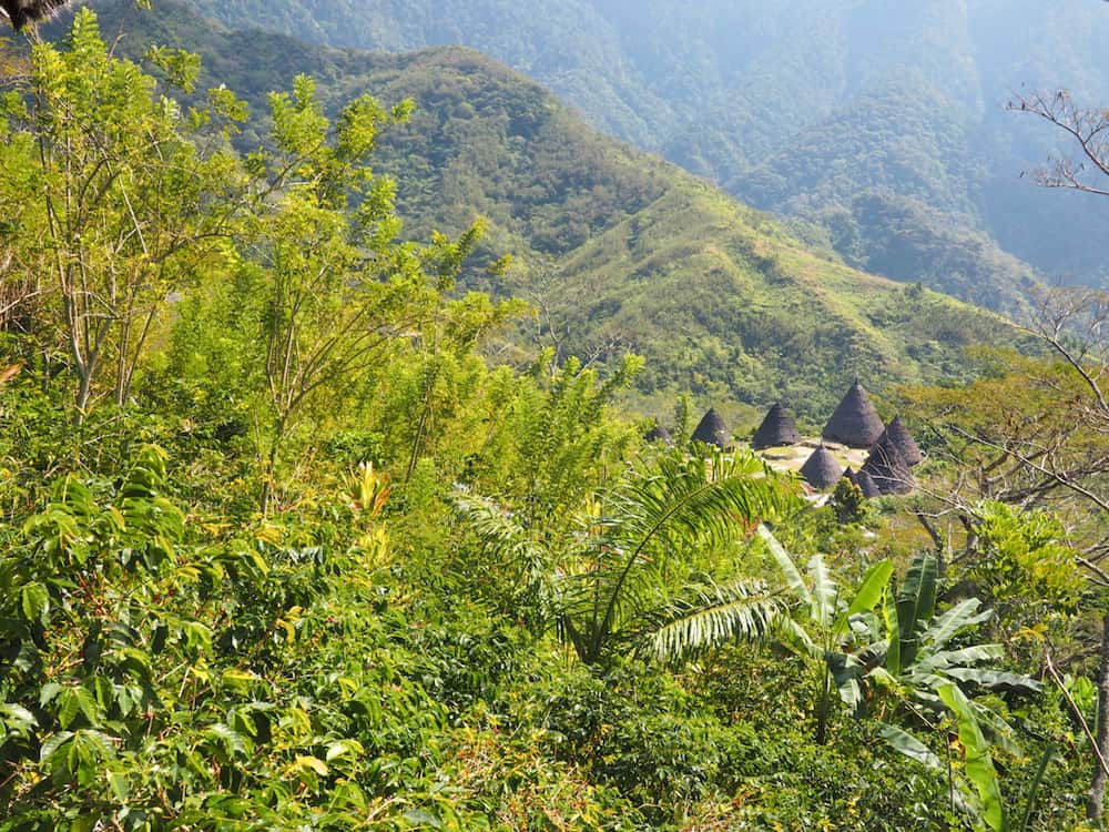 Fest view of Wae Rebo's conical houses from trail