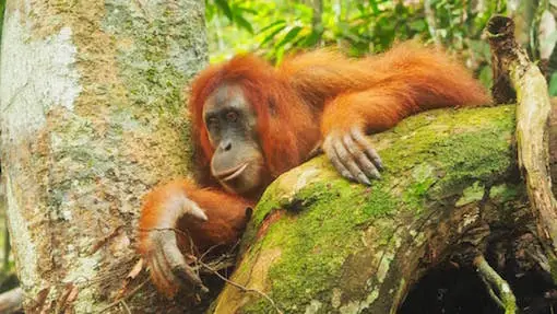 HOW TO EXPLORE THE BEST OF NORTH SUMATRA IN 14 DAYS