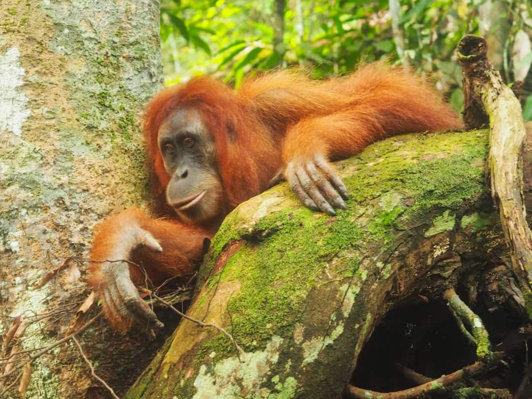 HOW TO EXPLORE THE BEST OF NORTHERN SUMATRA - IN 14 DAYS
