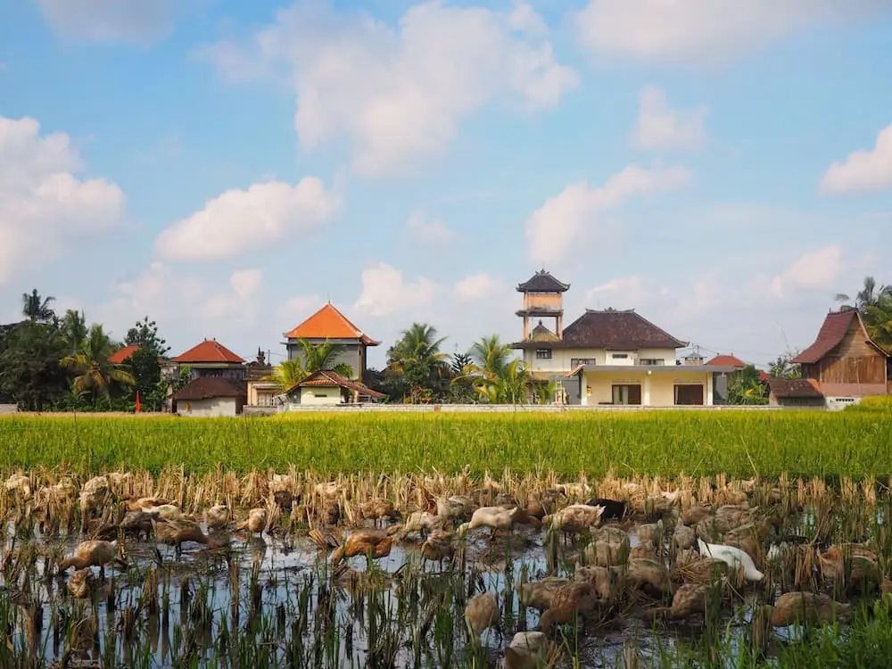 Rice Fields - Authentic Bali