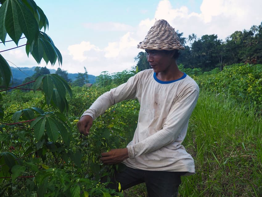 Field worker in Sidemen Valley Bali