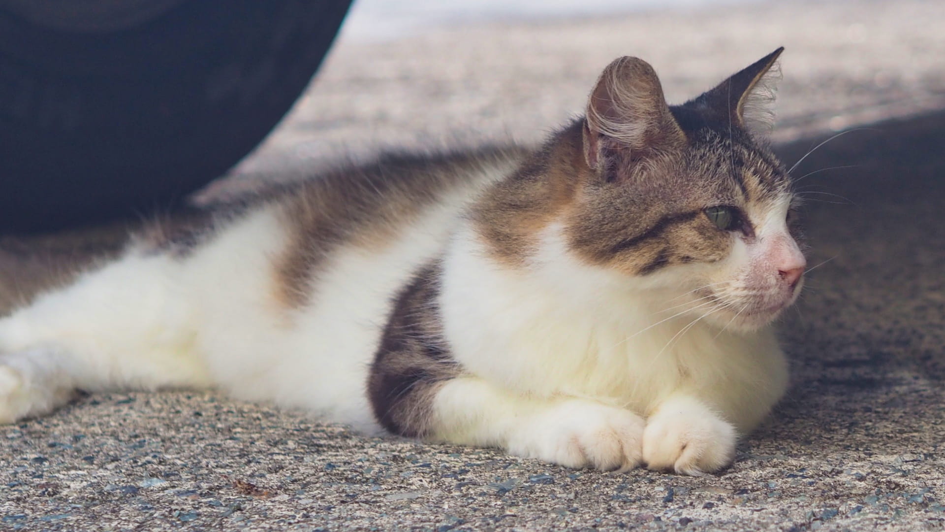 A cat lies underneath a car whilst staring over to the right