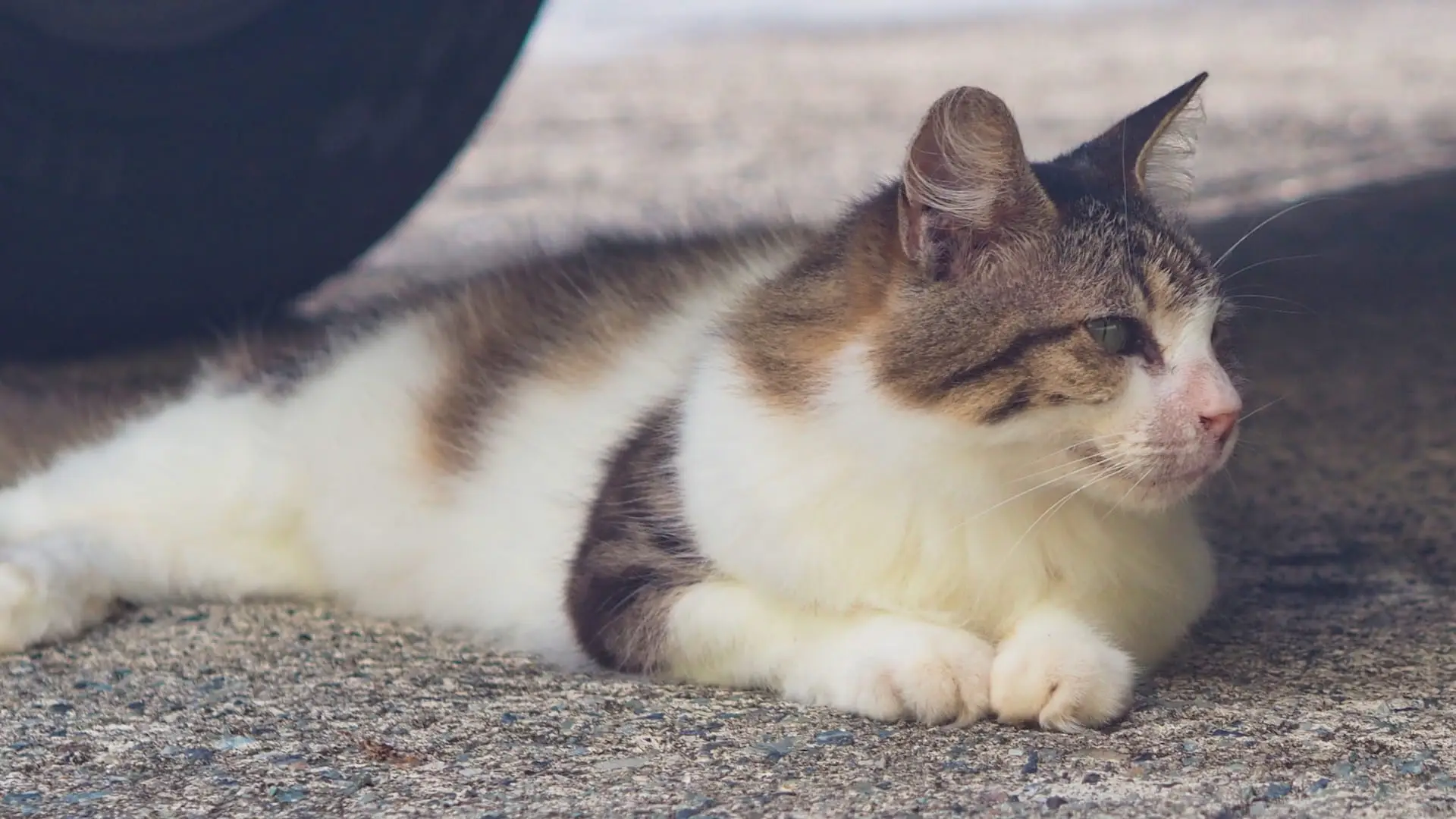 Lucy - British Virgin Islands A cat lies underneath a car whilst staring over to the right