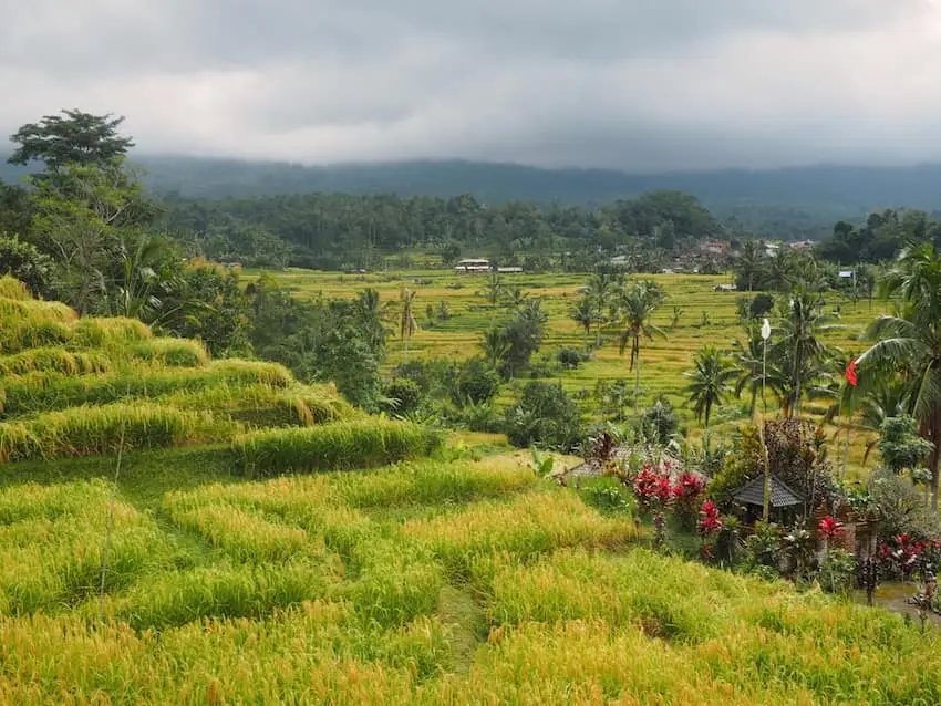 Jutiluwih rice fields Bali