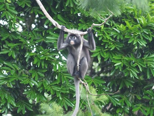 Monkey in Georgetown Malaysia